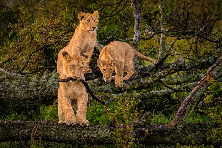 141 Masai Mara, leeuwen.jpg